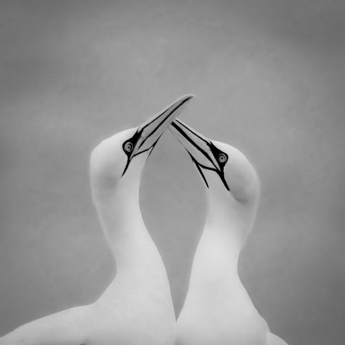 Gannets Courting - John Simpson - 17 pts