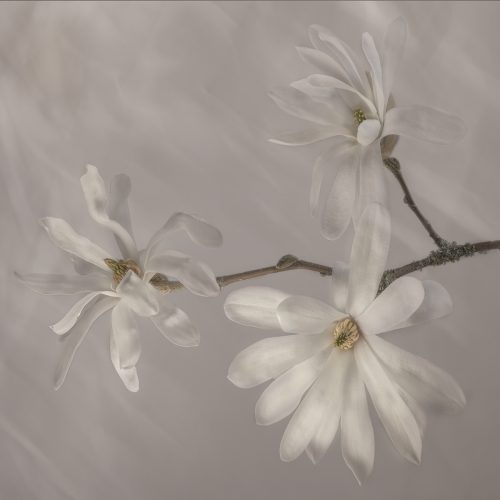 Magnolia Stellata - Julia Brooks - 18 pts
