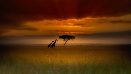 Masai Mara Sunset-John. Simpson - 20 ptsSecond Place