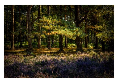 Where the Heather meets the Pines - Pam Bennett - 17 pts