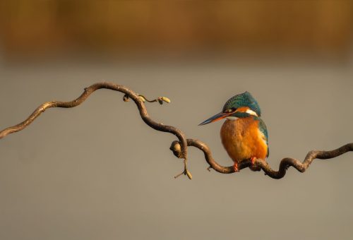 kingfisher - Jane Rowbottom - 18pts